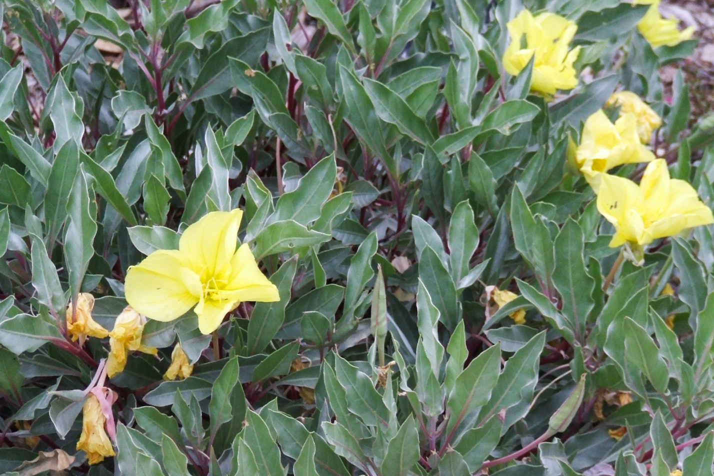 Silver Blade Evening Primrose